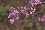 Eastern redbud